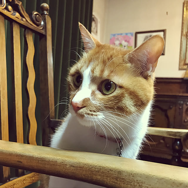 yurincaさんの実例写真