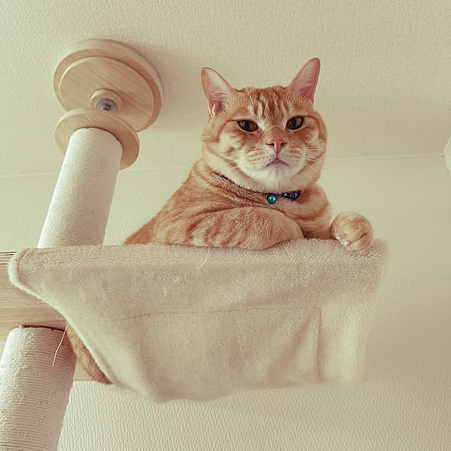 chiiさんの実例写真