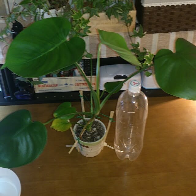 kotoriさんの実例写真