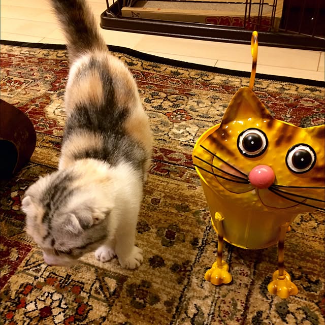 yokkochanさんの実例写真