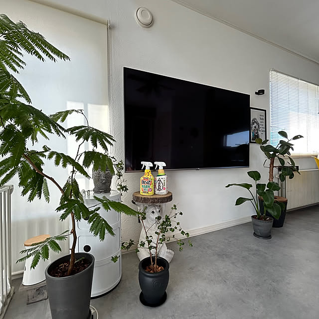 壁/天井/ガーデニング/アイビー/観葉植物のある暮らし/害虫対策...などのインテリア実例 - 2025-05-21 17:21:12
