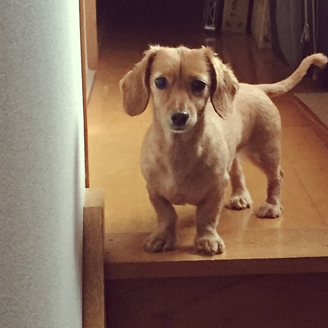 sakuさんの実例写真