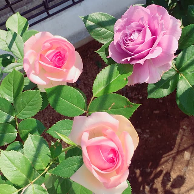 Deuxfleursさんの実例写真
