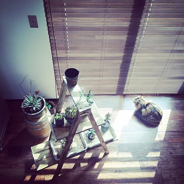 katsuwobushiさんの実例写真