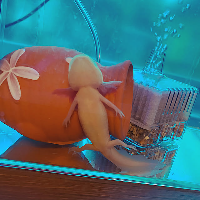cherryさんの実例写真