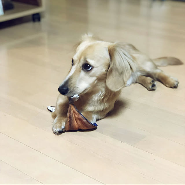 uninekoさんの実例写真