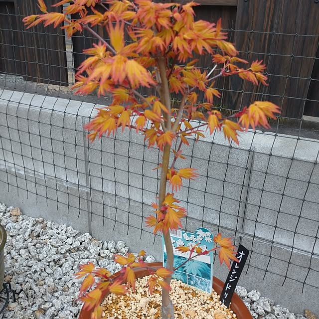 5160ksさんの実例写真
