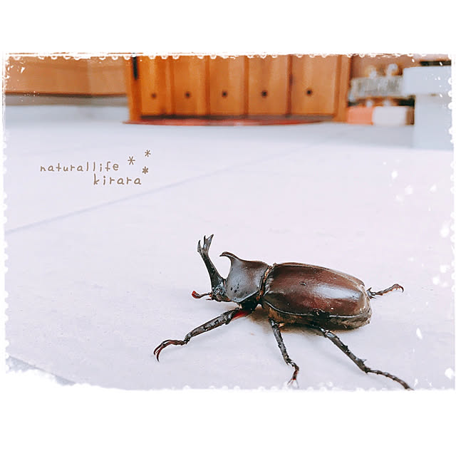 kiraraさんの実例写真