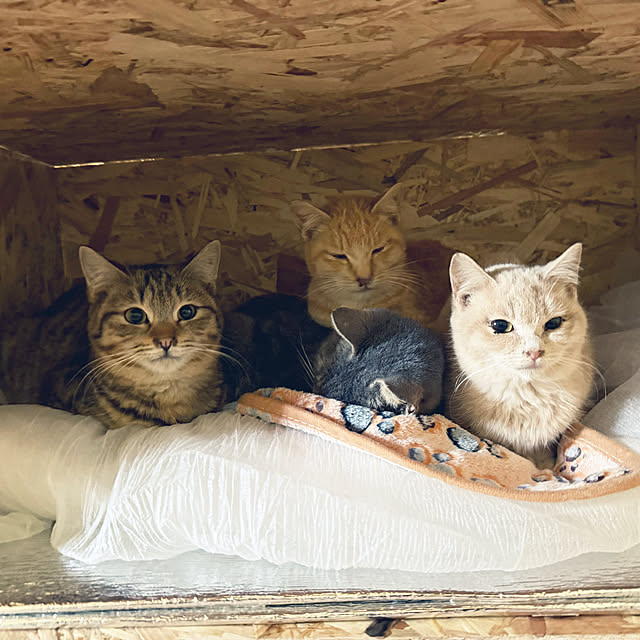 japitonさんの実例写真