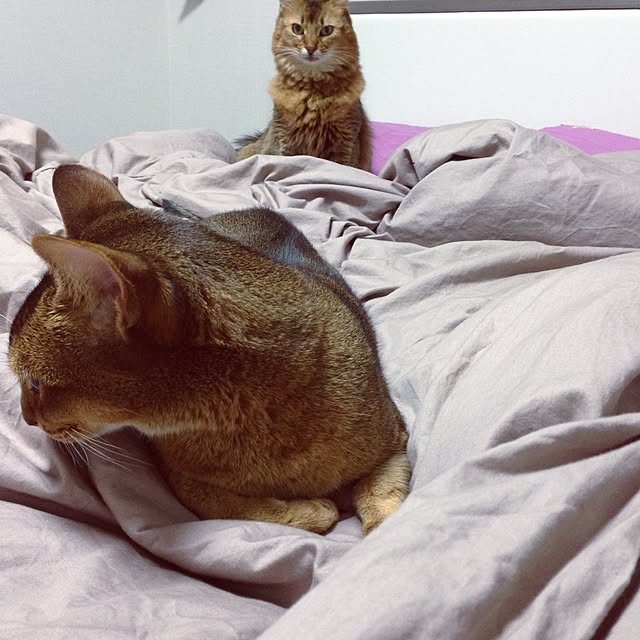 aco_64さんの実例写真