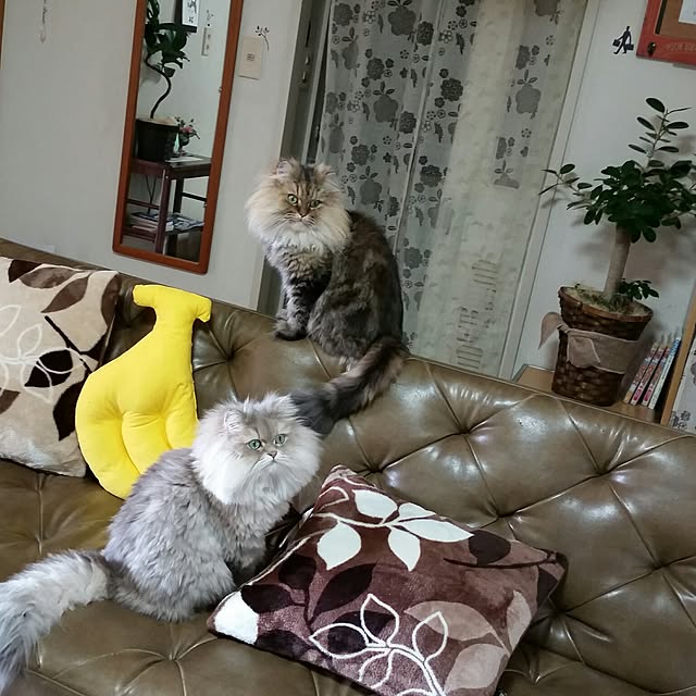 mistycatさんの実例写真