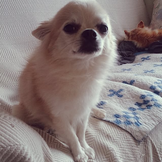 suirenさんの実例写真