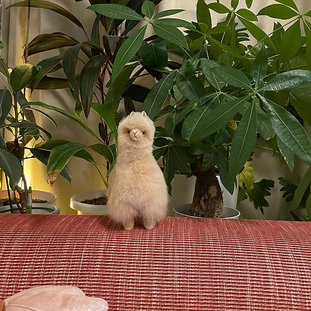 Emafuさんの部屋