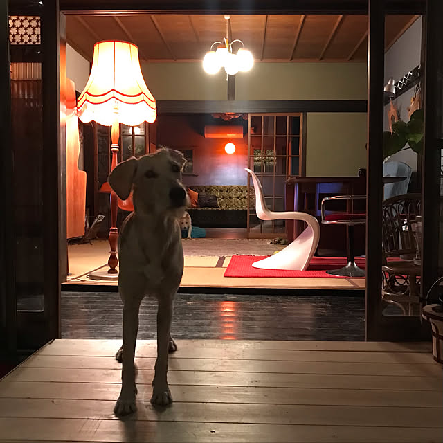 joshua.treeさんの実例写真
