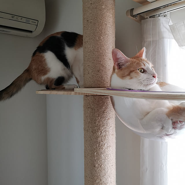 koyurizuさんの実例写真