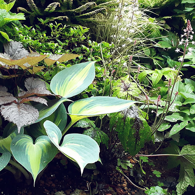 壁/天井/2022.5.13/庭/カラーリーフ/自分で植えた木と草花...などのインテリア実例 - 2022-05-13 17:06:50