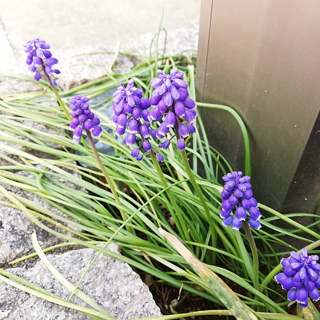 pinokoさんの部屋