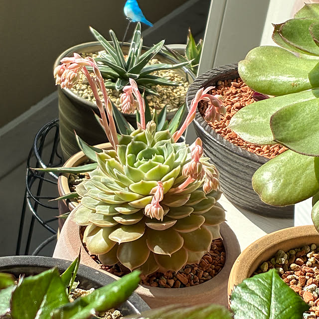 koshiregutyoさんの実例写真