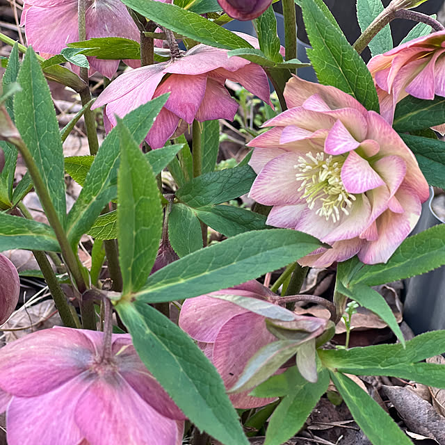 hinamamaさんの部屋