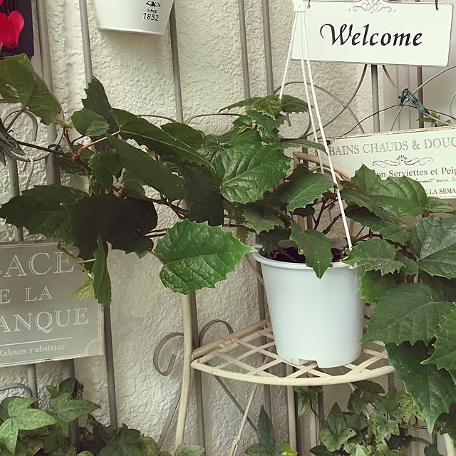 greenroseさんの実例写真