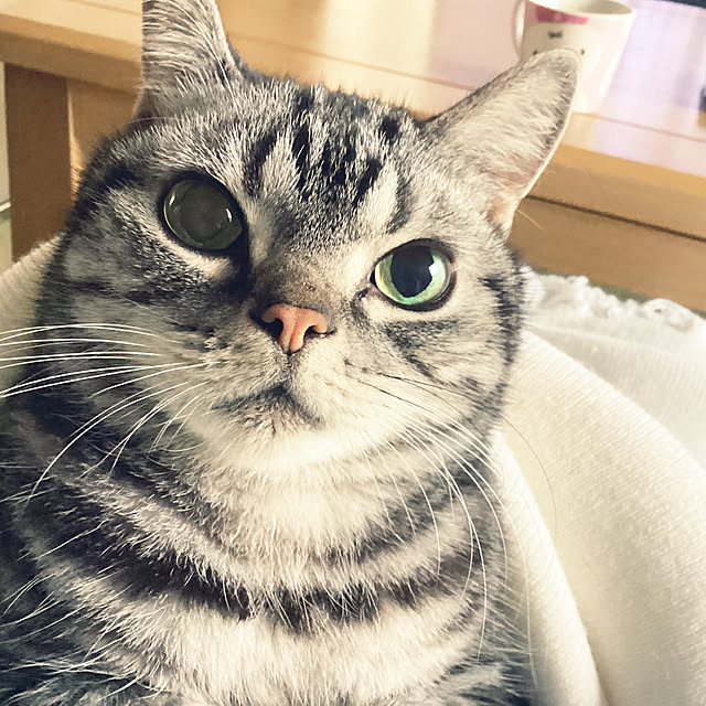 richanさんの実例写真