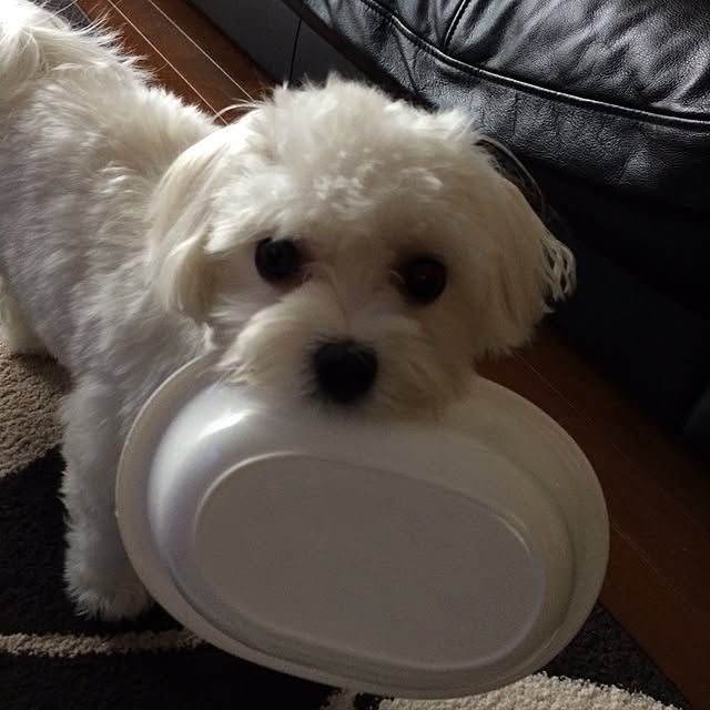maru-cheeさんの実例写真