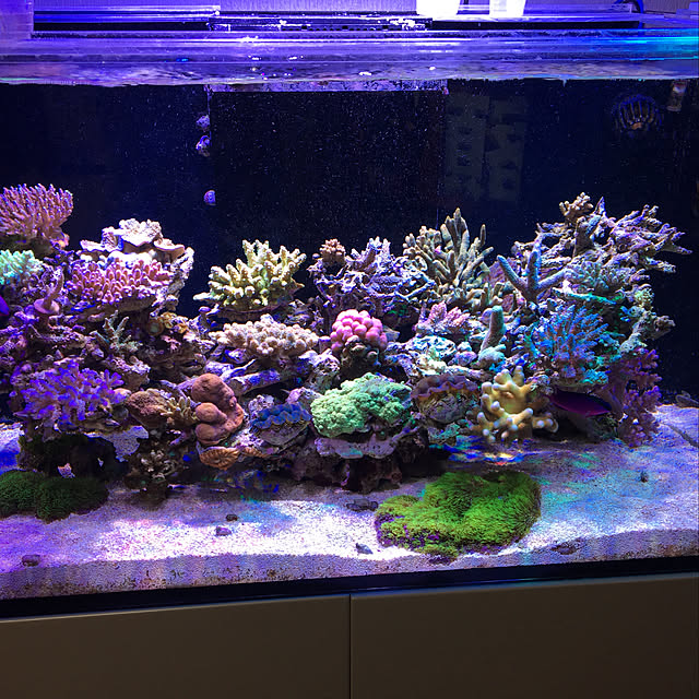 aquarium_seaさんの実例写真