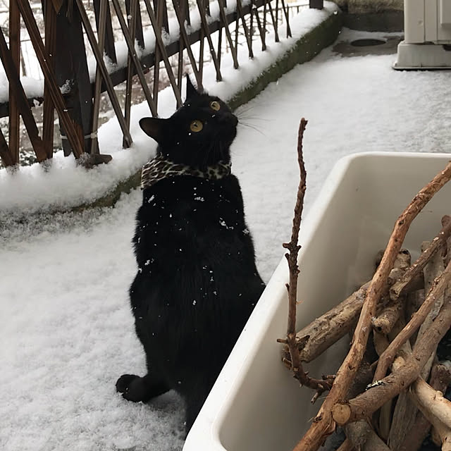 kirin..さんの実例写真