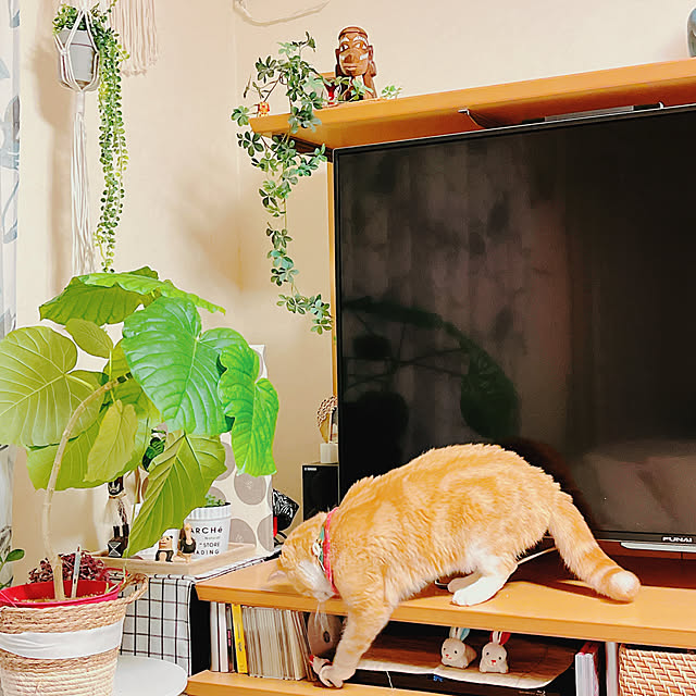 moolさんの部屋