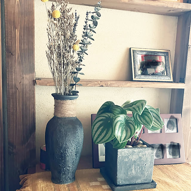 棚/スイカみたいな柄/ペペロニアサンデルシー/和室の観葉植物/鉢のリメイク...などのインテリア実例 - 2023-07-20 15:28:23