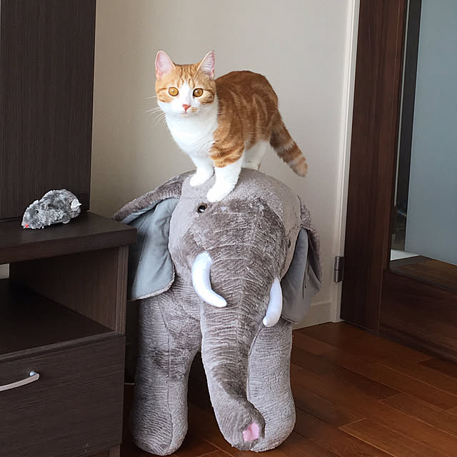 warabi69さんの実例写真
