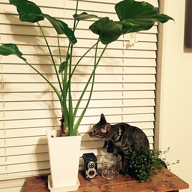yamappさんの実例写真