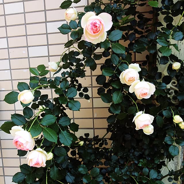 yuriさんの実例写真