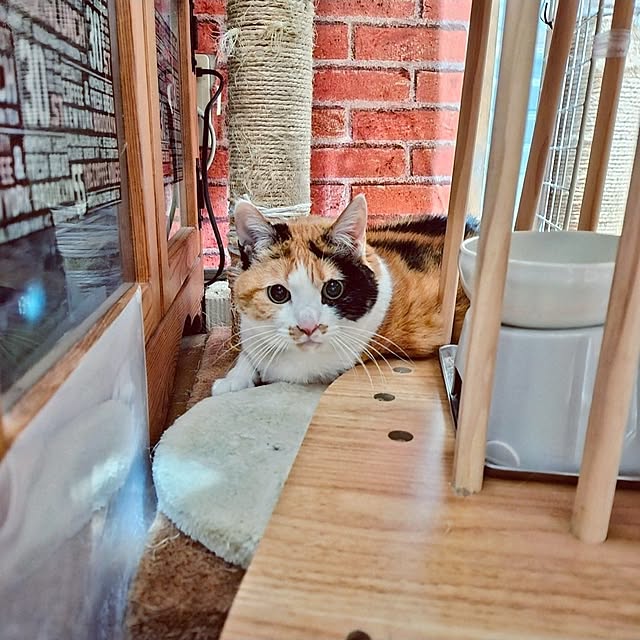 ベッド周り/暮らしのひとコマ/いぬと暮らす/ねこと暮らす/ワンコは家族♡...などのインテリア実例 - 2026-07-08 20:02:43