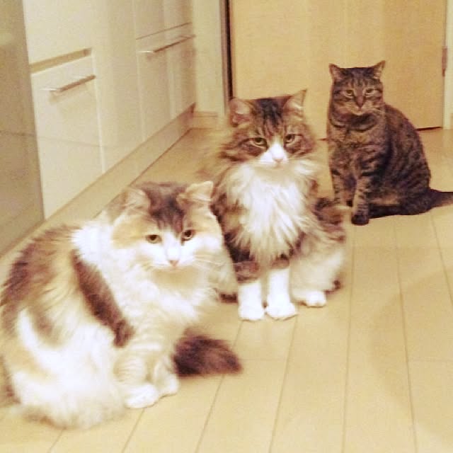 6さんの実例写真