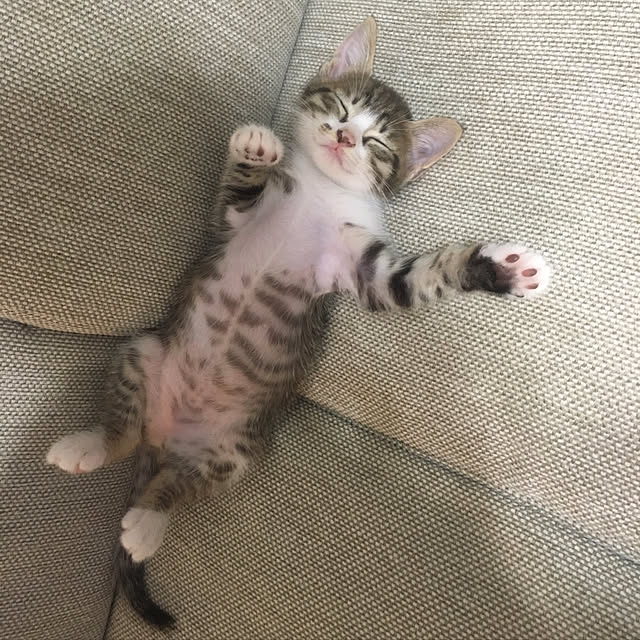お腹丸見え♡/子猫と暮らす/ソファ/ももちゃん/猫アレルギーだけど猫大好き❤️...などのインテリア実例 - 2017-08-04 20:21:18