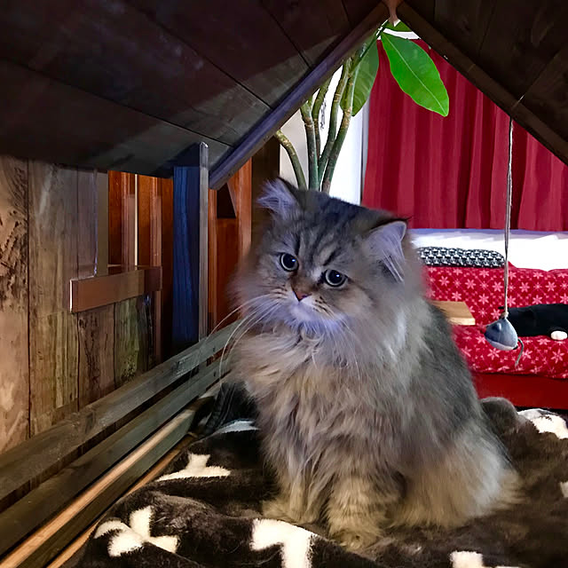 butachanさんの実例写真