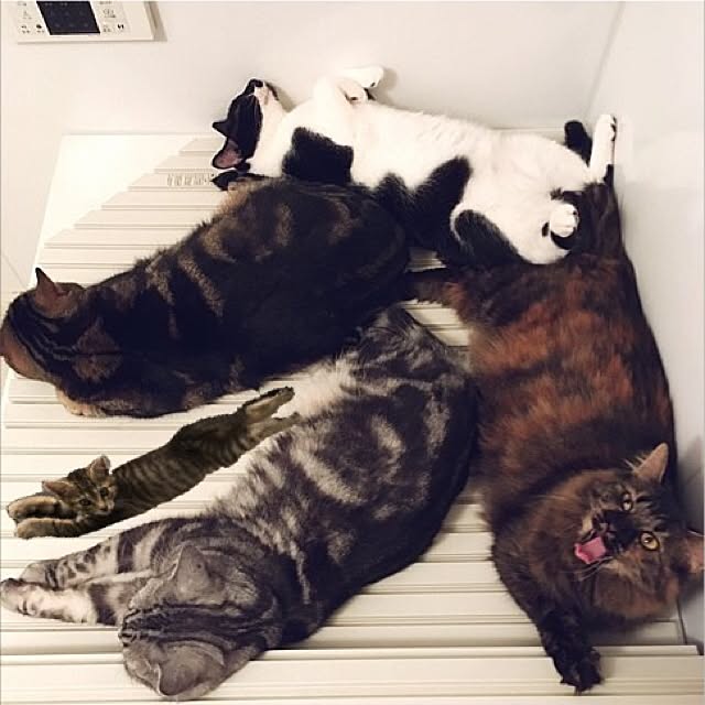 mikomaruさんの実例写真