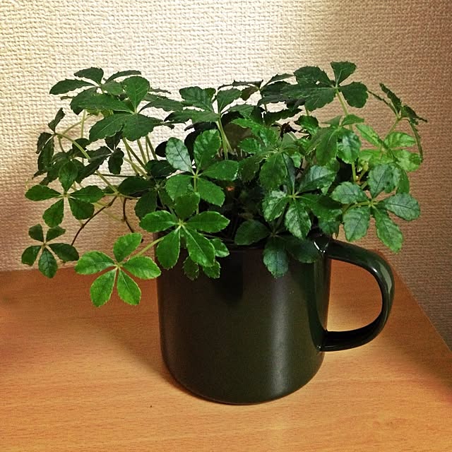 yuikoroさんの実例写真
