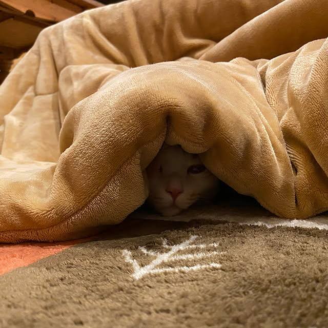 senbei.sakuramochiさんの実例写真