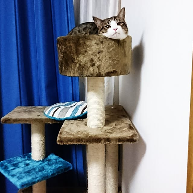shiiiさんの実例写真