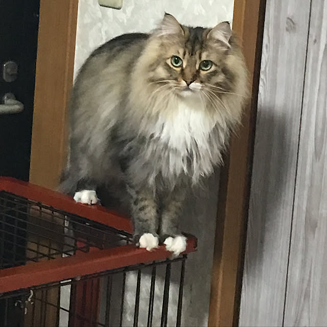 CATさんの実例写真