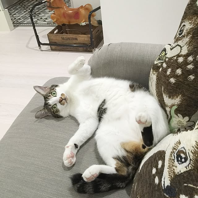 yuchiさんの実例写真