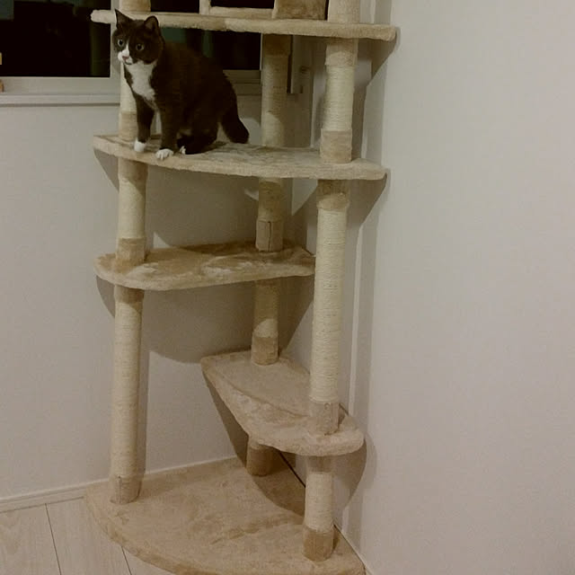 キャットタワー 突っ張り スリム 大型猫 キャットツリー キャットタワー 突っ張り スリム 大型猫 キャットツリー