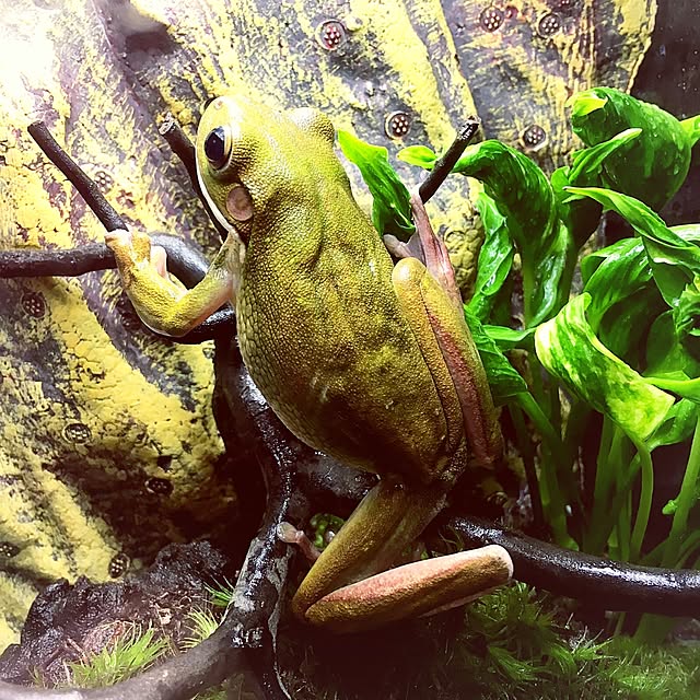 kaerucoさんの実例写真
