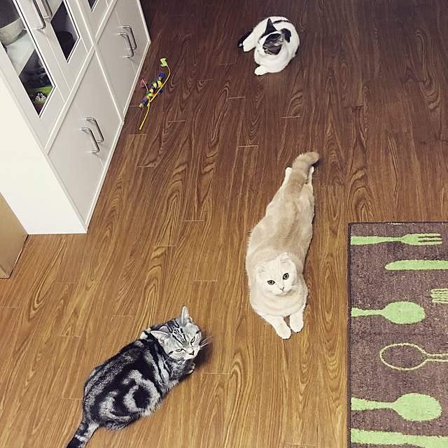 a-shiさんの実例写真