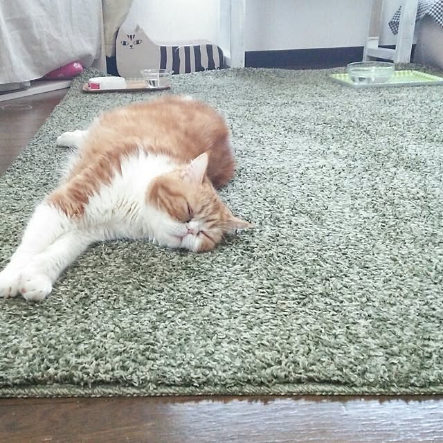 otoさんの実例写真