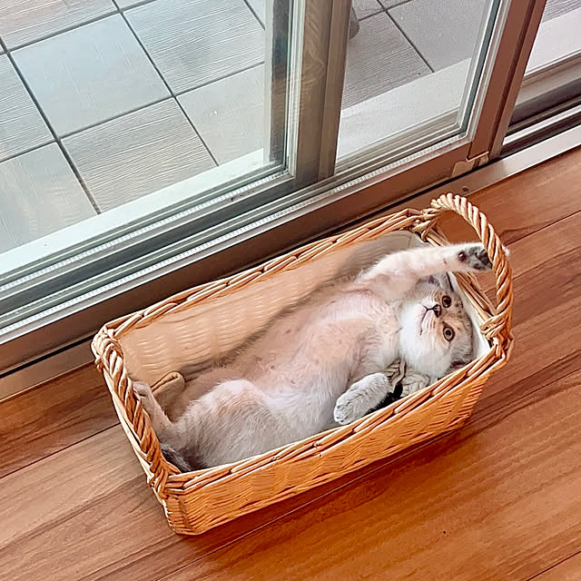 amさんの実例写真