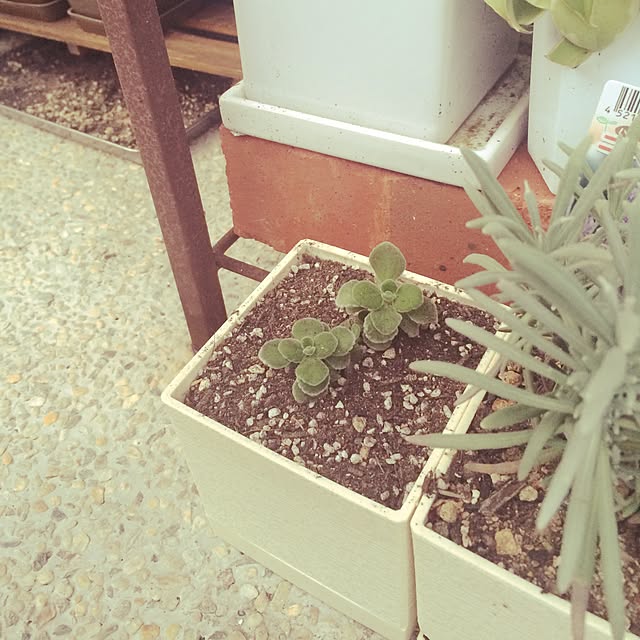 Kurehaさんの実例写真