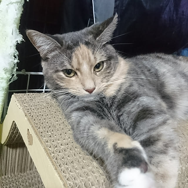 shinobuさんの実例写真